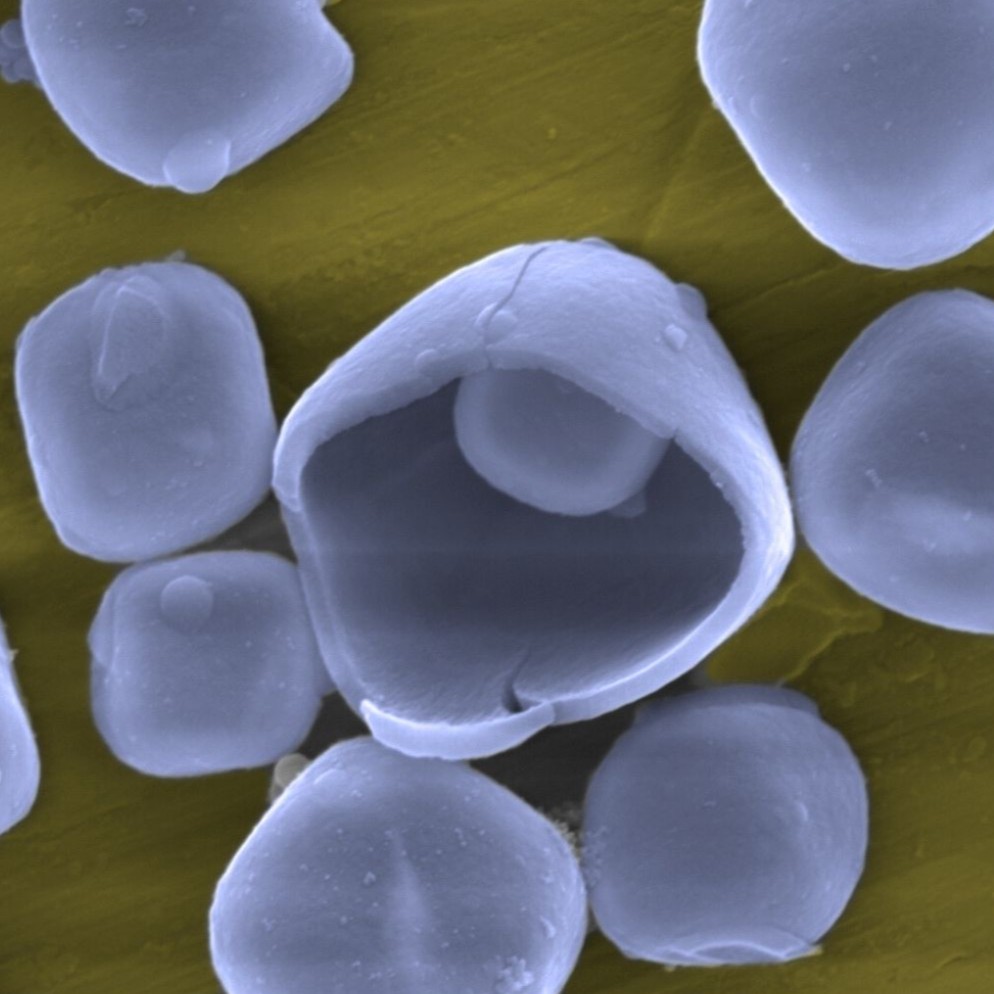 Hollow Sillica Cubes under SEM, colored post processing