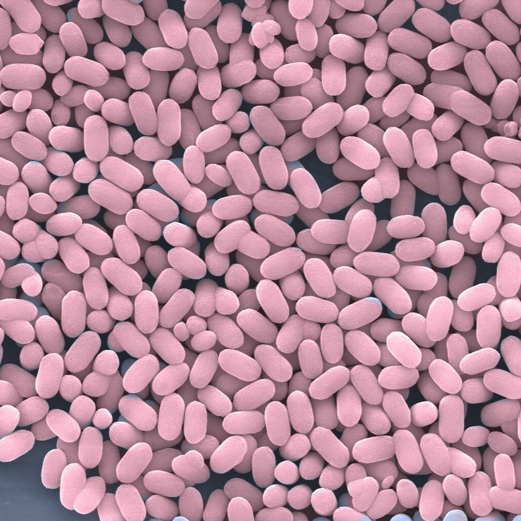 Hematite Ellipsoids under SEM, colored post processing
